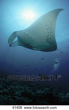 Stock Photo - Manta Ray (Manta birostris) and scubadiver swimming underwater, Maldives . Fotosearch