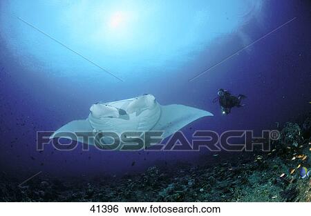 Manta Ray (Manta birostris) and scubadiver swimming underwater, Maldives View Large Photo Image Stock Photograph - Manta Ray (Manta birostris) and scubadiver swimming underwater, Maldives . Fotosearch