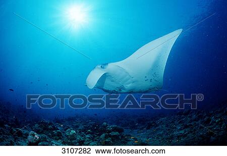 Stock Image - Manta Ray (Manta birostris) swimming close to seabed, Ari atoll, Maldives . Fotosearch