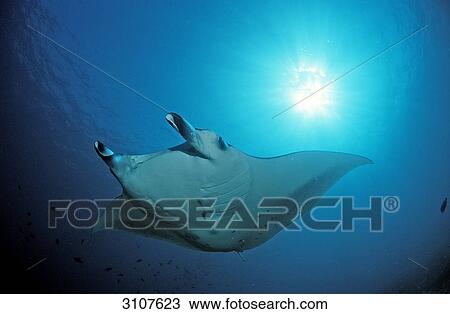 Stock Image - Manta Ray (Manta birostris) swimming close to water surface, Ari atoll, Maldives, view from below . Fotosearch