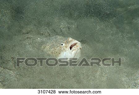 Stock Photo - Marbled Stargazer hiding on seabed (Uranoscopus bicinctus), Komodo National Park, Indonesia, underwater shot . Fotosearch