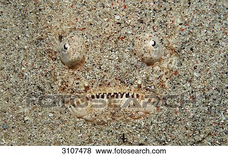 Marbled Stargazer hiding on seabed (Uranoscopus bicinctus), Komodo National Park, Indonesia, underwater shot View Large Photo Image Stock Photo - Marbled Stargazer hiding on seabed (Uranoscopus bicinctus), Komodo National Park, Indonesia, underwater shot . Fotosearch