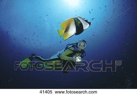 Masked Bannerfish (Heniochus monoceros) and scubadiver swimming underwater View Large Photo Image Stock Photography - Masked Bannerfish (Heniochus monoceros) and scubadiver swimming underwater . Fotosearch