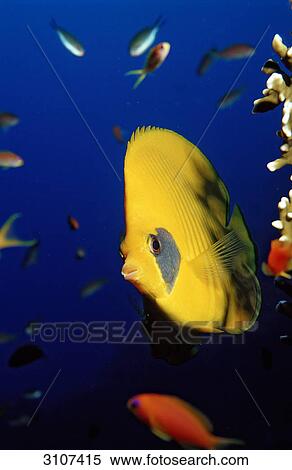 Masked Butterflyfish (Chaetodon semilarvatus), Egypt, Shaab Marksur, Red Sea, close-up View Large Photo Image Stock Photography - Masked Butterflyfish (Chaetodon semilarvatus), Egypt, Shaab Marksur, Red Sea, close-up . Fotosearch