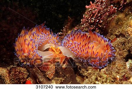 Mating nudibranches (Godiva quadricolor), Tsitsikamma National Park, Republic of South Africa, underwater shot View Large Photo Image Stock Image - Mating nudibranches (Godiva quadricolor), Tsitsikamma National Park, Republic of South Africa, underwater shot . Fotosearch