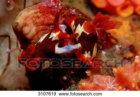Stock Photo - Mating Nudibranches (Nembrotha rutilans), Komodo National Park, Indonesia, Indian Ocean, close-up . Fotosearch