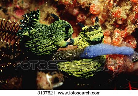 Stock Image - Mating nudibranches (Tambja species), Komodo National Park, Indonesia, underwater shot . Fotosearch