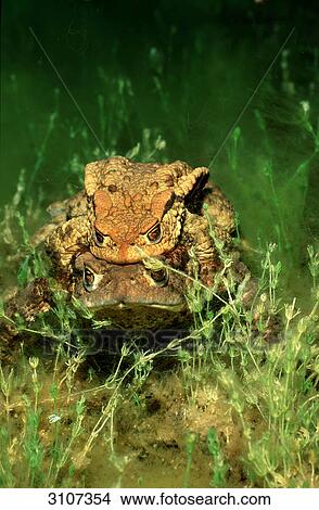 Mating toads (Bufo bufo), Bavaria, Germany, underwater shot View Large Photo Image Picture - Mating toads (Bufo bufo), Bavaria, Germany, underwater shot . Fotosearch