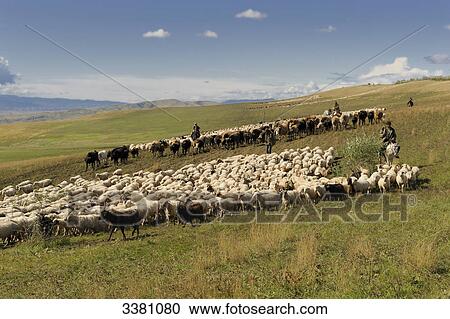 Men on horses herding sheep, Georgia View Large Photo Image Stock Image - Men on horses herding sheep, Georgia . Fotosearch