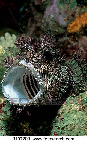 Merlets Scorpionfish (Rhinopias aphanes), Australia, Pacific Ocean, underwater shot View Large Photo Image Stock Photo - Merlets Scorpionfish (Rhinopias aphanes), Australia, Pacific Ocean, underwater shot . Fotosearch
