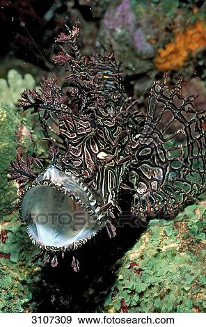 Stock Photo - Merlets Scorpionfish (Rhinopias aphanes), Australia, Pacific Ocean, underwater shot . Fotosearch