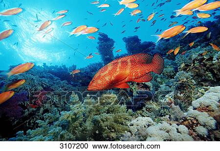 Miniatus Grouper (Cephalopholis miniata) and school of fish in coral reef, Brother Islands, Egypt, Red Sea, side view View Large Photo Image Stock Image - Miniatus Grouper (Cephalopholis miniata) and school of fish in coral reef, Brother Islands, Egypt, Red Sea, side view . Fotosearch
