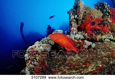 Miniatus Grouper (Cephalopholis miniata) in coral reef, Brother Islands, Egypt, Red Sea, side view View Large Photo Image Stock Photo - Miniatus Grouper (Cephalopholis miniata) in coral reef, Brother Islands, Egypt, Red Sea, side view . Fotosearch