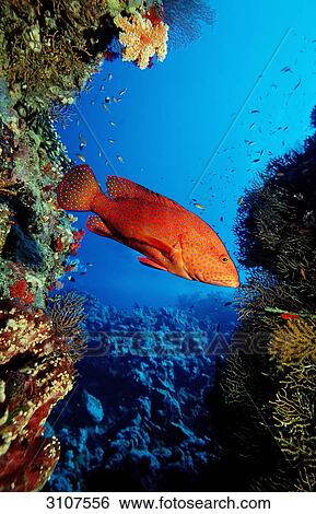 Stock Photograph - Miniatus Grouper (Cephalopholis miniata) in coral reef, Brother Islands, Egypt, Red Sea, side view . Fotosearch