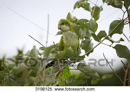 Monk Parakeet (Myiopsitta monachus), Pantanal, Mato Grosso, Brazil View Large Photo Image Stock Photography - Monk Parakeet (Myiopsitta monachus), Pantanal, Mato Grosso, Brazil . Fotosearch