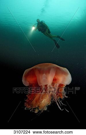 Moon Jellyfish (Aurelia aurita) and scuba diver, Norway, Atlantic ocean, underwater shot View Large Photo Image Picture - Moon Jellyfish (Aurelia aurita) and scuba diver, Norway, Atlantic ocean, underwater shot . Fotosearch