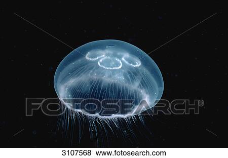 Stock Photo - Moon Jellyfish (Aurelia aurita), Norway, Atlantic ocean . Fotosearch