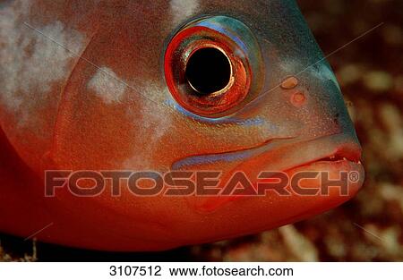 Neon fusilier (Pterocaesio tile), Cocos Island, Costa Rica, Pacific Ocean, close-up View Large Photo Image Stock Image - Neon fusilier (Pterocaesio tile), Cocos Island, Costa Rica, Pacific Ocean, close-up . Fotosearch