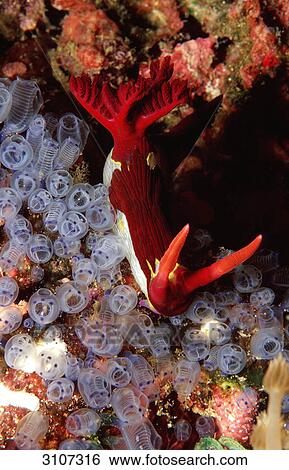 Neon slug (Nembrotha sp. ), Panglao Island, Philippines, Bohol Sea, underwater shot View Large Photo Image Stock Photograph - Neon slug (Nembrotha sp. ), Panglao Island, Philippines, Bohol Sea, underwater shot . Fotosearch