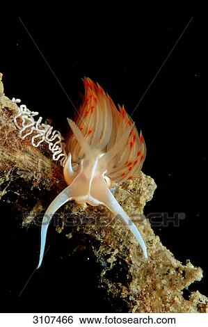 Nudibranch (Godiva banyulensis) with eggs, Istria, Croatia, Mediterranean Sea, close-up View Large Photo Image Stock Photograph - Nudibranch (Godiva banyulensis) with eggs, Istria, Croatia, Mediterranean Sea, close-up . Fotosearch