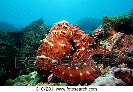 Octopus vulgaris on reef, Andaman sea, Myanmar, rear view View Large Photo Image Stock Image - Octopus vulgaris on reef, Andaman sea, Myanmar, rear view . Fotosearch