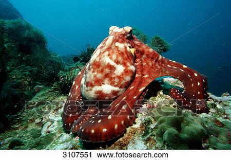 Octopus vulgaris on reef, Andaman sea, Myanmar View Large Photo Image Stock Image - Octopus vulgaris on reef, Andaman sea, Myanmar . Fotosearch