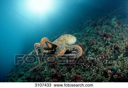 Stock Image - Octopus vulgaris on reef, Istria, Croatia, side view . Fotosearch