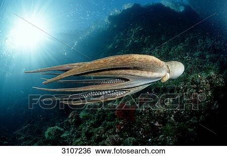 Octopus vulgaris swimming over reef, Istria, Croatia, side view View Large Photo Image Stock Photograph - Octopus vulgaris swimming over reef, Istria, Croatia, side view . Fotosearch