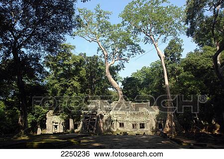 Stock Photograph - Old ruins of temple surrounded by trees, Ta Prohm, Cambodia . Fotosearch