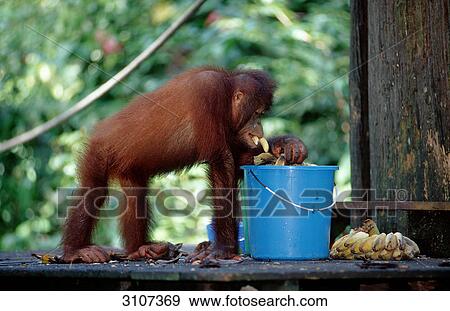 Orang-Utan (Pongo pygmaeus) eating bananas from bucket, Sepilok Orang-utan Rehabilitation Centre, Borneo, Malaysia, side view View Large Photo Image Stock Photo - Orang-Utan (Pongo pygmaeus) eating bananas from bucket, Sepilok Orang-utan Rehabilitation Centre, Borneo, Malaysia, side view . Fotosearch