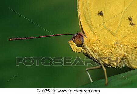 Stock Photo - Orange-barred Sulphur (Phoebis philea) Texas, USA, macro shot, side view . Fotosearch