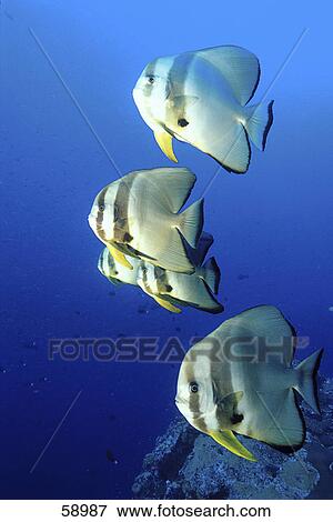Orbicular Batfish (Platax orbicularis) swimming underwater View Large Photo Image Stock Photo - Orbicular Batfish (Platax orbicularis) swimming underwater . Fotosearch