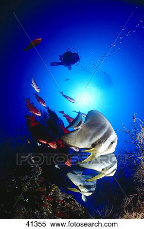 Orbicular Batfish (Platax orbicularis) and scubadiver swimming underwater, Maldives View Large Photo Image Stock Photography - Orbicular Batfish (Platax orbicularis) and scubadiver swimming underwater, Maldives . Fotosearch