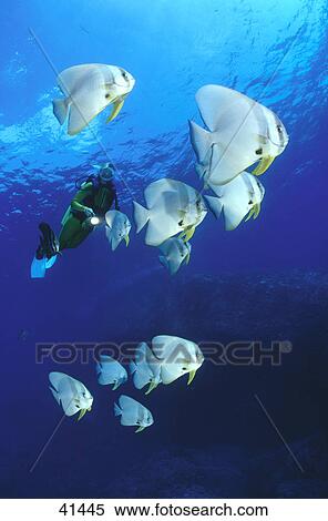 Orbicular Batfish (Platax orbicularis) and scubadiver swimming underwater, Maldives View Large Photo Image Stock Photography - Orbicular Batfish (Platax orbicularis) and scubadiver swimming underwater, Maldives . Fotosearch