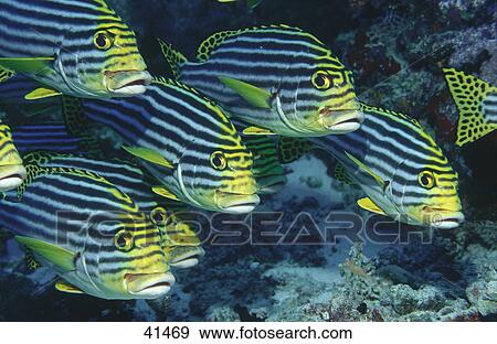 Stock Photo - Oriental Sweetlip (Plectorhinchus orientalis) swimming underwater . Fotosearch