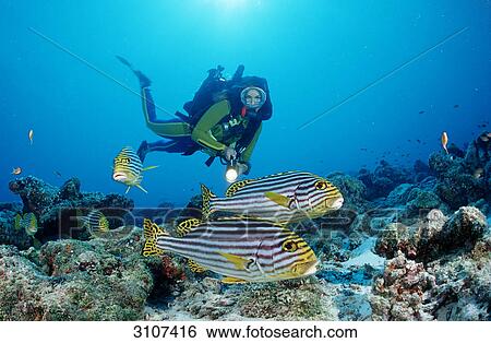 Oriental sweetlips (Plectorhinchus vittatus) and scuba diver, Ari Atoll, Maldives, Indian Ocean View Large Photo Image Stock Photograph - Oriental sweetlips (Plectorhinchus vittatus) and scuba diver, Ari Atoll, Maldives, Indian Ocean . Fotosearch