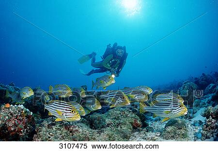 Oriental sweetlips (Plectorhinchus vittatus) and scuba diver, Ari Atoll, Maldives, Indian Ocean View Large Photo Image Stock Photography - Oriental sweetlips (Plectorhinchus vittatus) and scuba diver, Ari Atoll, Maldives, Indian Ocean . Fotosearch