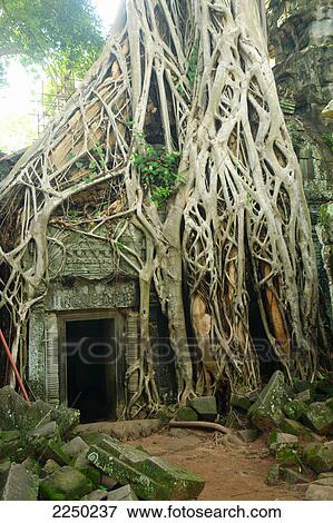 Overgrown roots on old ruins, Ta Prohm Temple, Angkor, Cambodia View Large Photo Image Stock Photo - Overgrown roots on old ruins, Ta Prohm Temple, Angkor, Cambodia . Fotosearch