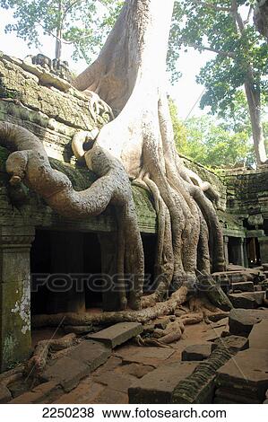 Overgrown roots on old ruins, Ta Prohm Temple, Angkor, Cambodia View Large Photo Image Stock Photo - Overgrown roots on old ruins, Ta Prohm Temple, Angkor, Cambodia . Fotosearch