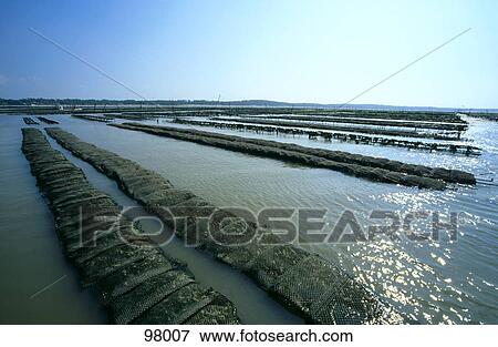 Oyster farming on lake, Poitou-Charentes, France View Large Photo Image Stock Photo - Oyster farming on lake, Poitou-Charentes, France . Fotosearch