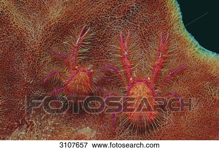 Stock Photo - Pair of squat lobsters (Lauriea siagiani) on a sponge, Komodo National Park, Indonesia, Indian Ocean, view upon . Fotosearch