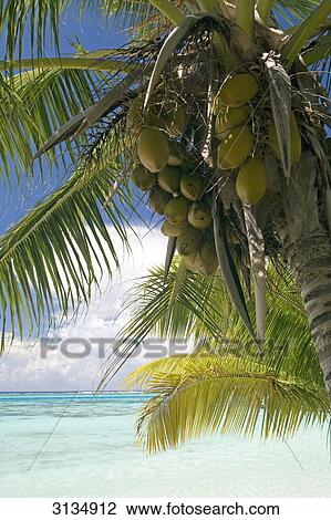Palm tree, Moorea, French Polynesia View Large Photo Image Stock Image - Palm tree, Moorea, French Polynesia . Fotosearch
