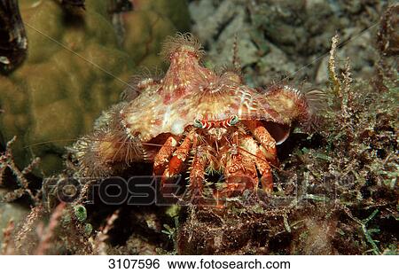 Stock Photograph - Parasit anemone hermit crab (Dardanus pedunculatus), Panglao Island, Philippines, Bohol Sea, underwater shot . Fotosearch