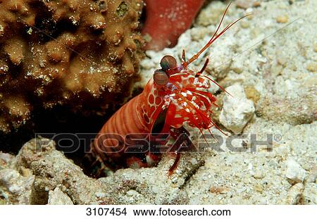 Picture - Peacock Mantis Shrimp (Odontodactylus scyllaris), Maldives, Indian Ocean . Fotosearch