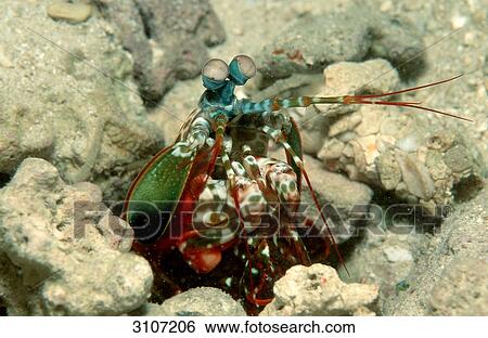 Peacock Mantis Shrimp (Odontodactylus scyllaris), Papua New Guinea, Pacific Ocean View Large Photo Image Stock Photograph - Peacock Mantis Shrimp (Odontodactylus scyllaris), Papua New Guinea, Pacific Ocean . Fotosearch