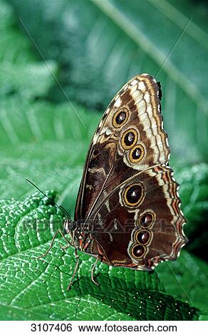 Stock Photograph - Peleides Blue Morpho (Morpho peleides), La Paz Waterfall Gardens, Costa Rica, side view . Fotosearch