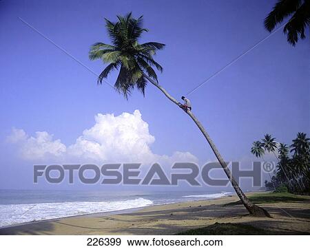 Stock Photo - Person climbing palm tree on beach . Fotosearch