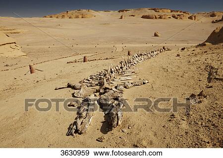 Petrified skeleton of a whale, Wadi Hitan, Libyan Desert, Egypt View Large Photo Image Stock Photo - Petrified skeleton of a whale, Wadi Hitan, Libyan Desert, Egypt . Fotosearch