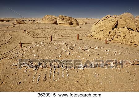 Petrified skeleton of a whale, Wadi Hitan, Libyan Desert, Egypt View Large Photo Image Stock Photography - Petrified skeleton of a whale, Wadi Hitan, Libyan Desert, Egypt . Fotosearch