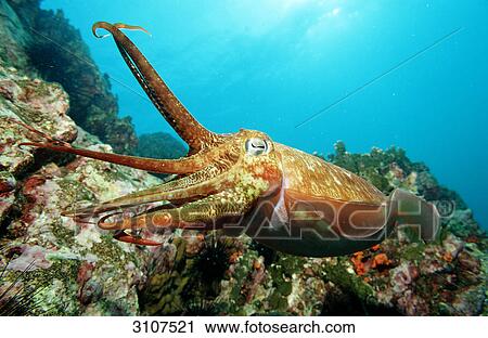 Stock Image - Pharao Cuttlefish (Sepia pharaonis), Myanmar, Andaman sea, underwater shot . Fotosearch